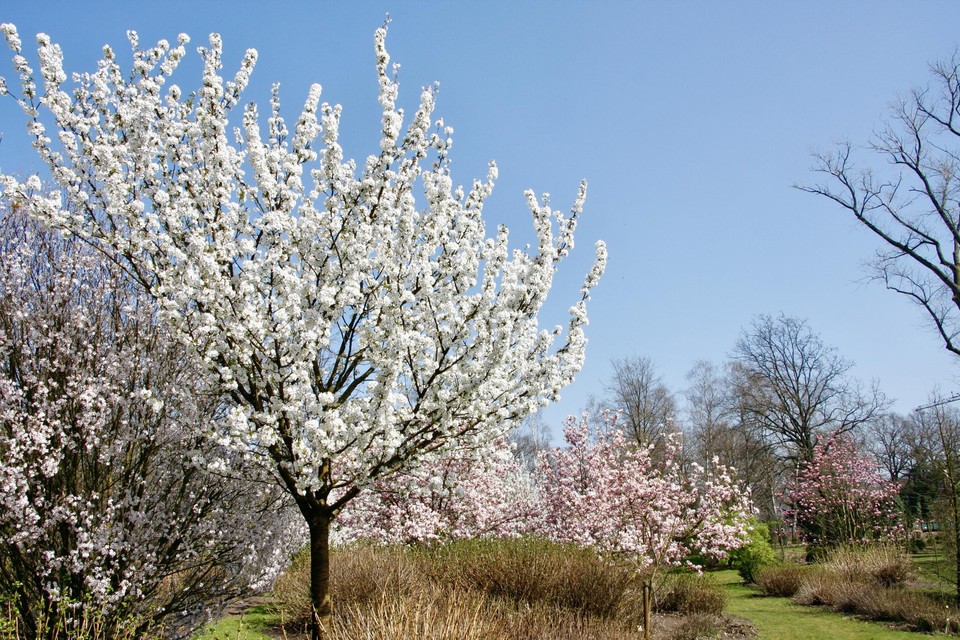De magnolia’s in de plantentuin kondigen de lente aan.