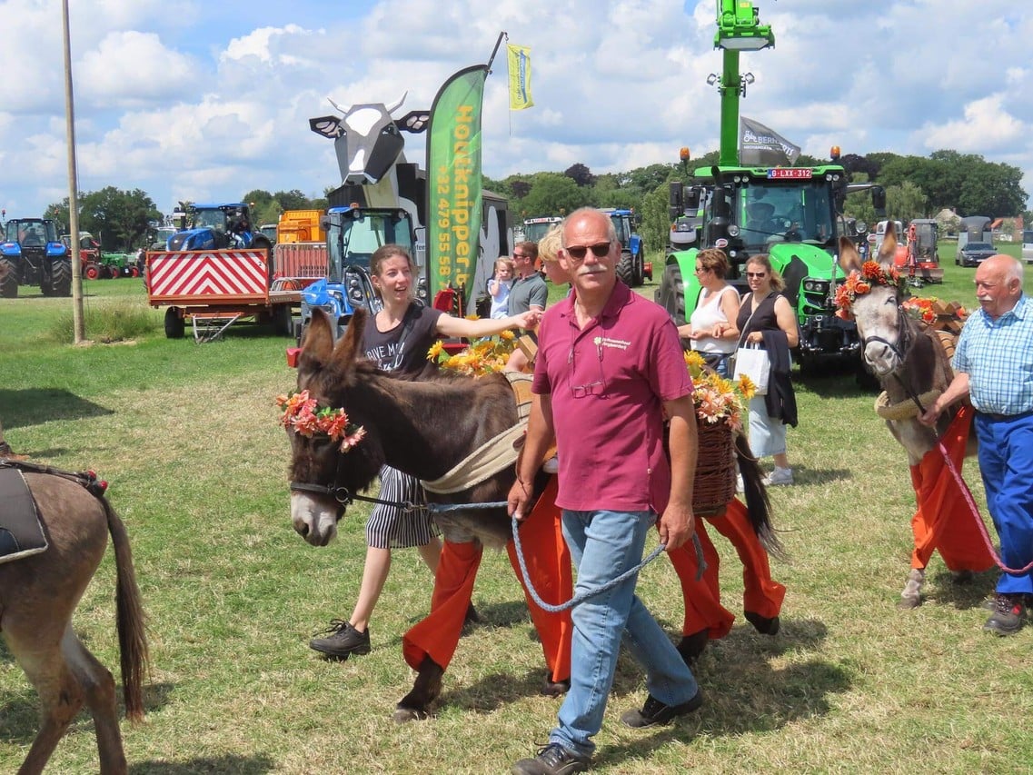 Gipsy Horses stelen de show op topeditie van de Hoevefeesten (Kalmthout Gipsy Horses stelen de show op topeditie van de Hoevefeesten (Kalmthout