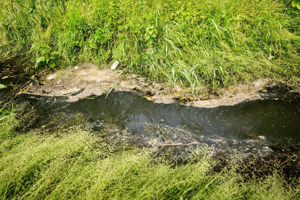 “Look, a turd”: Wastwater continuously drips in the Molenbeek and that is the case in many places in Flanders