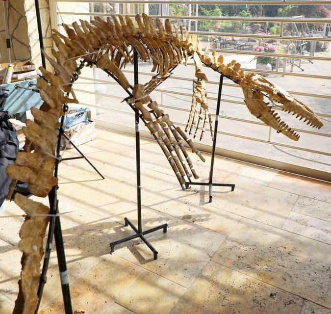 Skelet van een Mosasaurus dinosaurus.
