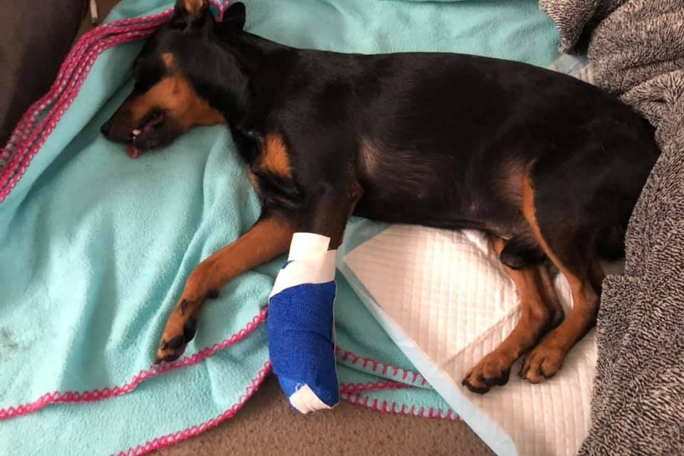Buddy werd dinsdag geopereerd.