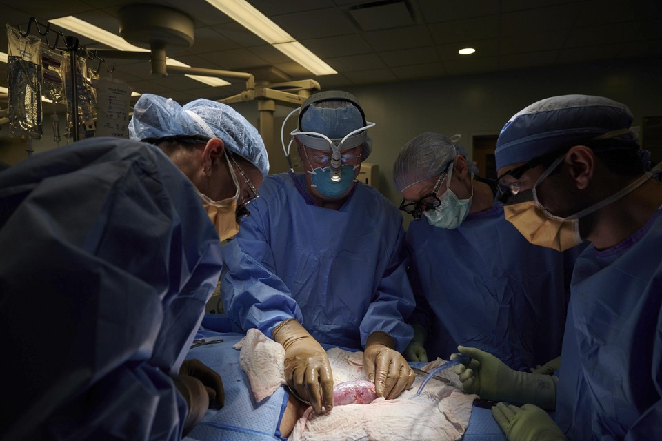 Voor het eerst is een nier van een varken getransplanteerd naar een mens.  