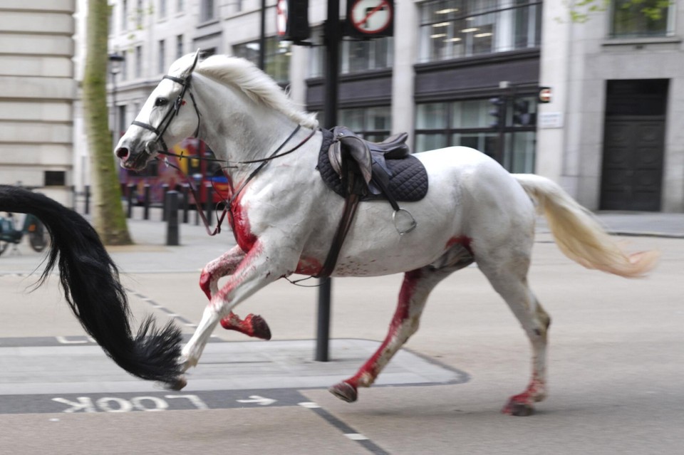 Een bebloed paard rent door de straten van Londen.