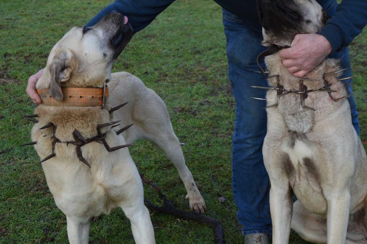 Schapenboer doet honden 'anti-wolfshalsbanden' aan: “Het ziet er 'grellig' uit, maar een hond is nog veel grelliger” | Het Nieuwsblad Mobile