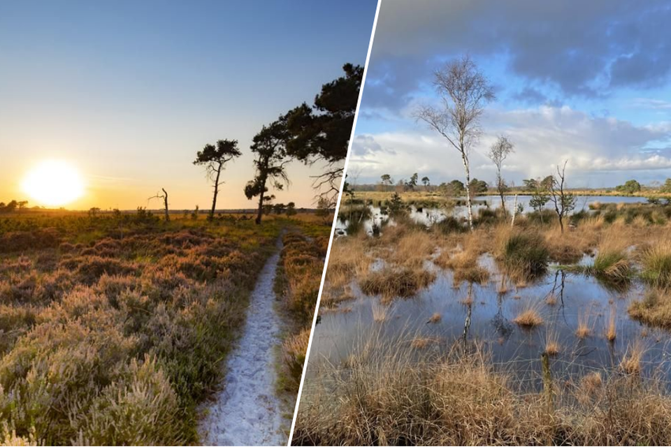 De Kalmthoutse Heide en het Taxandriapark maken kans om uitgeroepen te worden tot Nationaal Park. 