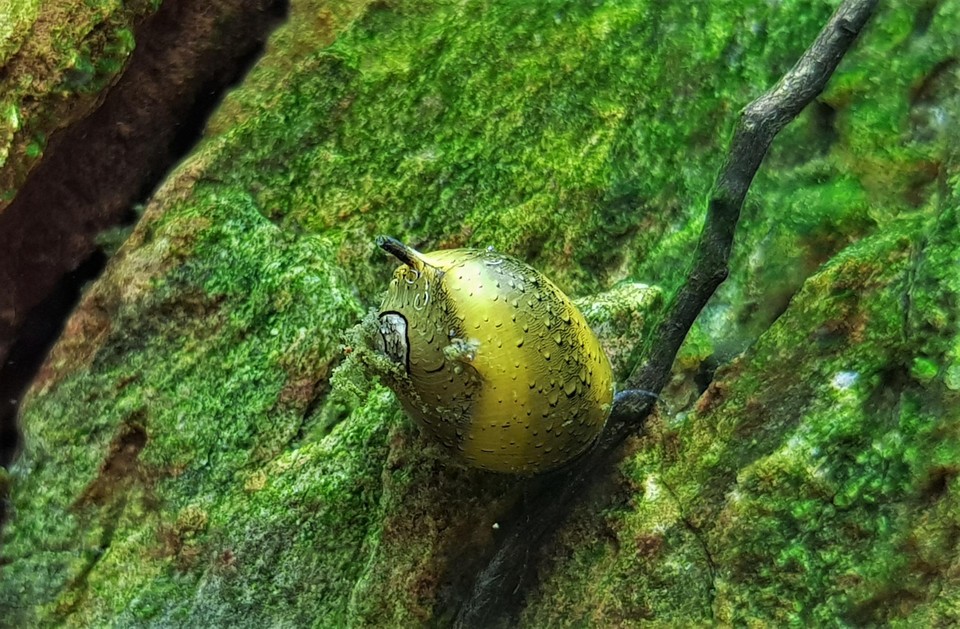 Schistosomiase is een tropische ziekte die veroorzaakt wordt door parasitaire platwormen, die worden overgedragen door zoetwaterslakken.