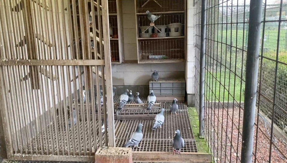 The thieves took 33 pigeons with Luc Odeurs.