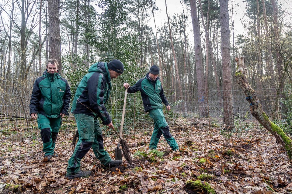 Een ploeg van Bosgroep Limburg bij een heraanplanting in Oudsbergen.