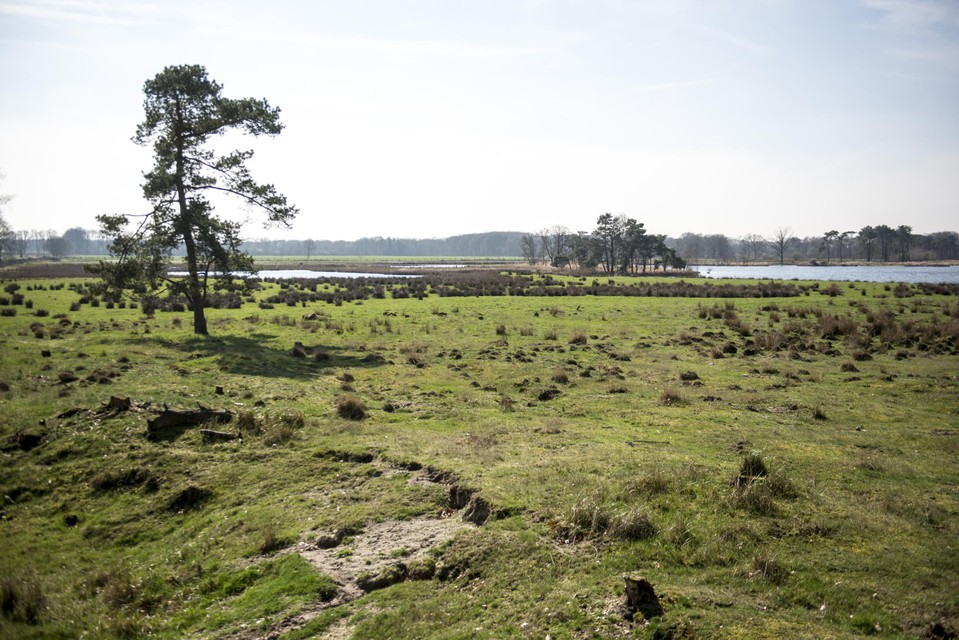 Het Turnhouts Vennengebied zou gaan behoren tot het Taxandriapark.  