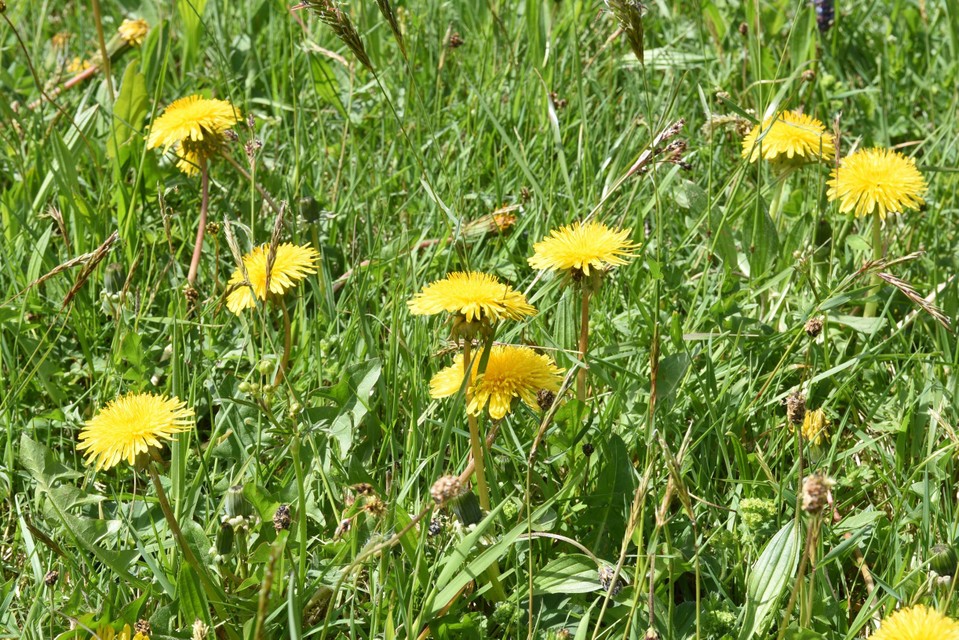 Paardenbloem