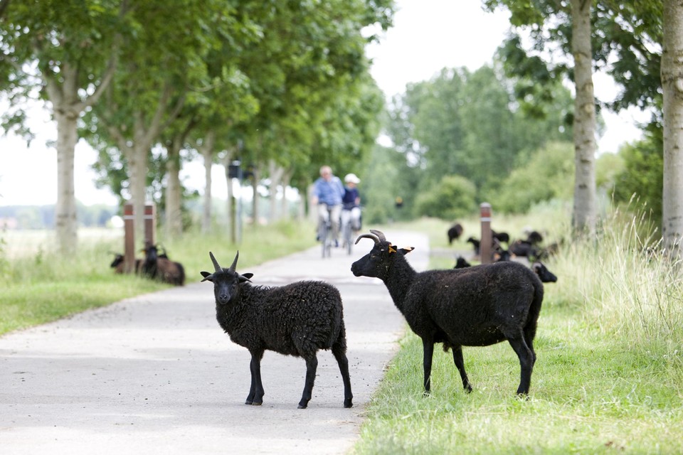 De grazende schapen, die ook op de rijweg mogen lopen in de Braakmanstraat, bewijzen hun nut voor de biodiversiteit.