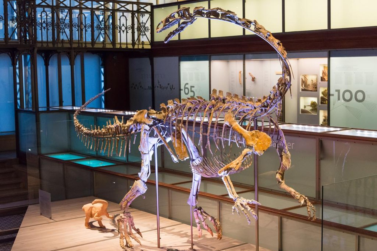 Victor Calle (64) trots op 'zijn' dinosaurus in Museum voor Natuurwetenschappen Het Nieuwsblad Mobile
