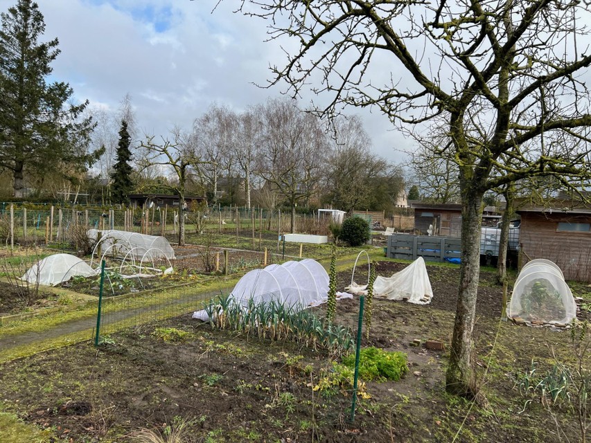 The allotment gardens in the Kasteelstraat.