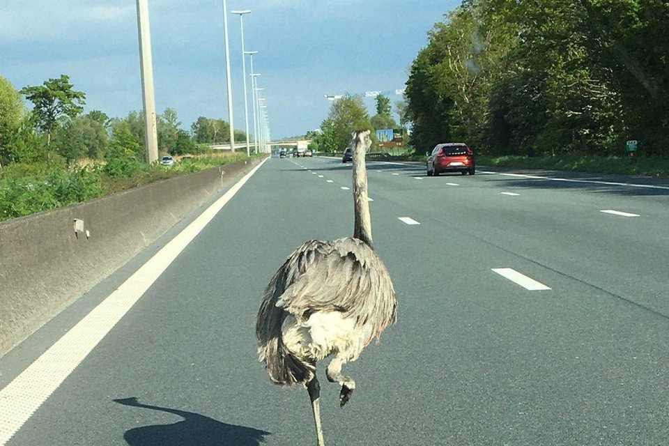 De vogel liep in paniek de autosnelweg op. 