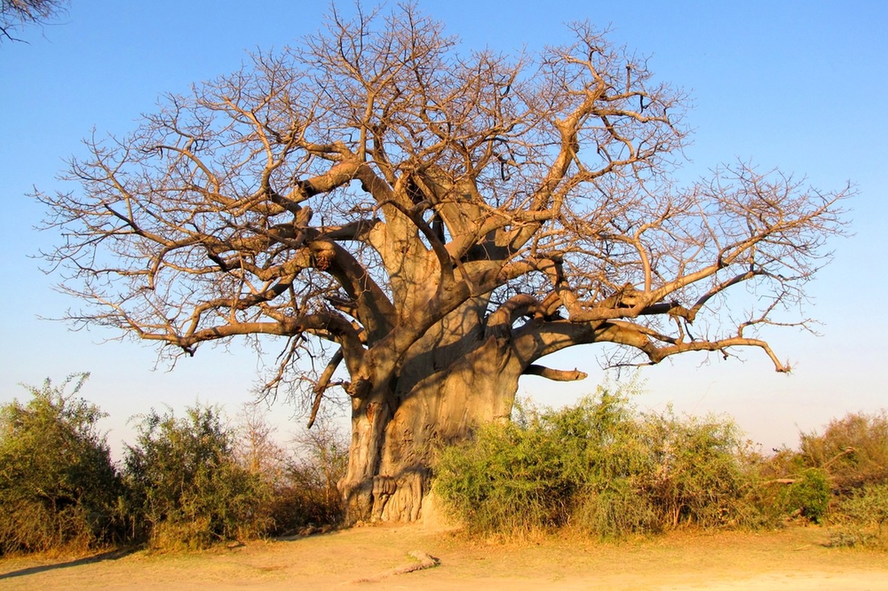 Wat is er aan de hand? Plots vallen de oudste bomen ter wereld bij bosjes |  Het Nieuwsblad Mobile