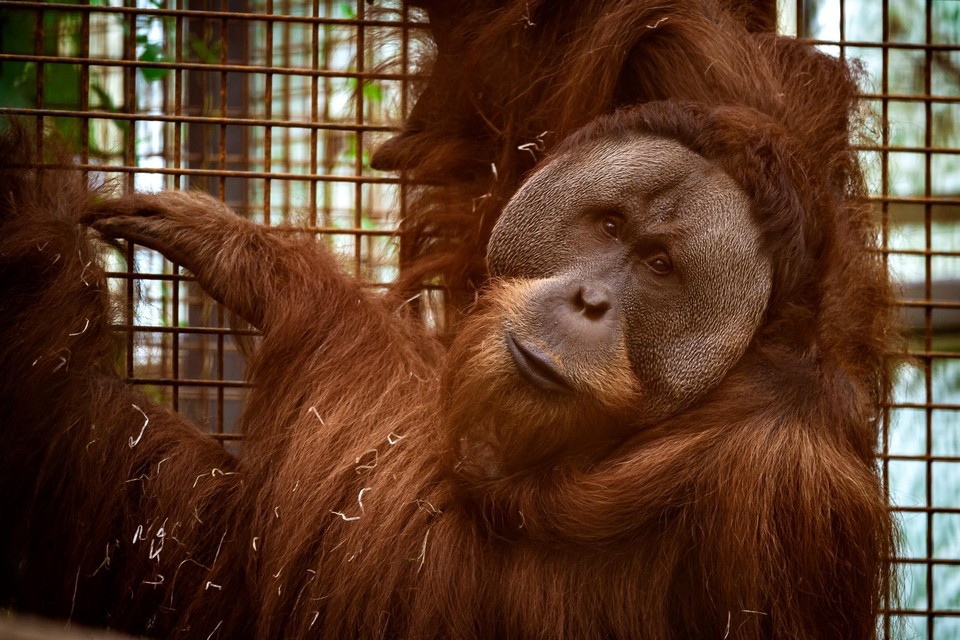De eerste dagen bleef Bagus nog graag achter de schermen, intussen laat hij zich ook al eens geregeld zien. De drie nieuwe orangs, die deze week gearriveerd zijn, houden zich voorlopig nog op de achtergrond. 