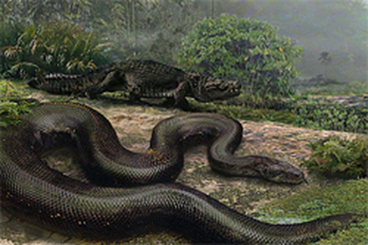 Grootste slang ter wereld zo als een lijnbus en een ton zwaar | Het Nieuwsblad Mobile