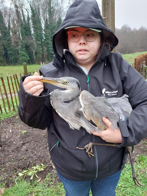 Niki volunteers with a (adult) Heron that was picked off the road in Westerlo. 