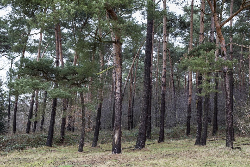 Het bos in Haasrode.