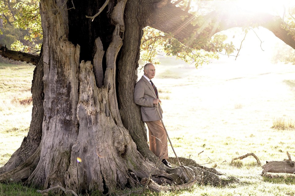 Koning Charles III poserend voor een van de oudste bomen in het park. 