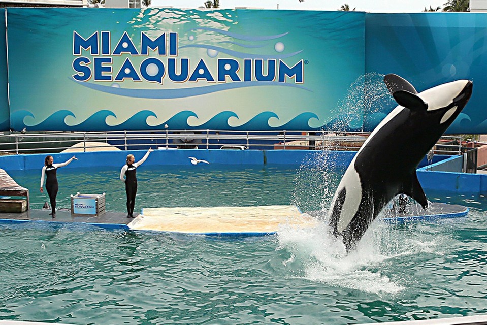 De orka werd door haar shows een toeristenattractie.