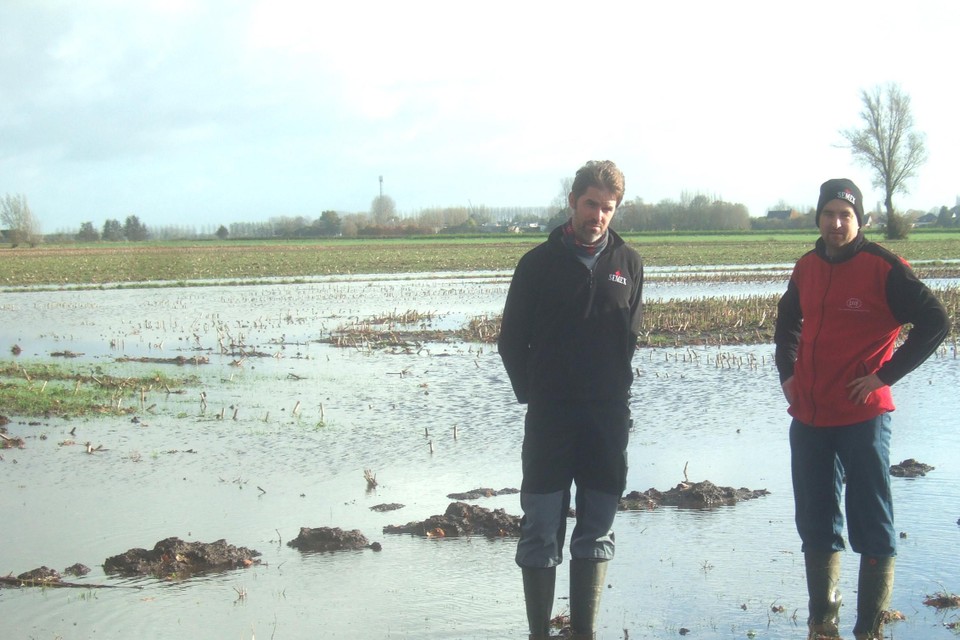 De akkers van Bert (links) en Dries Matthys staan grotendeels onder water. “We hebben duizenden euro’s schade”.