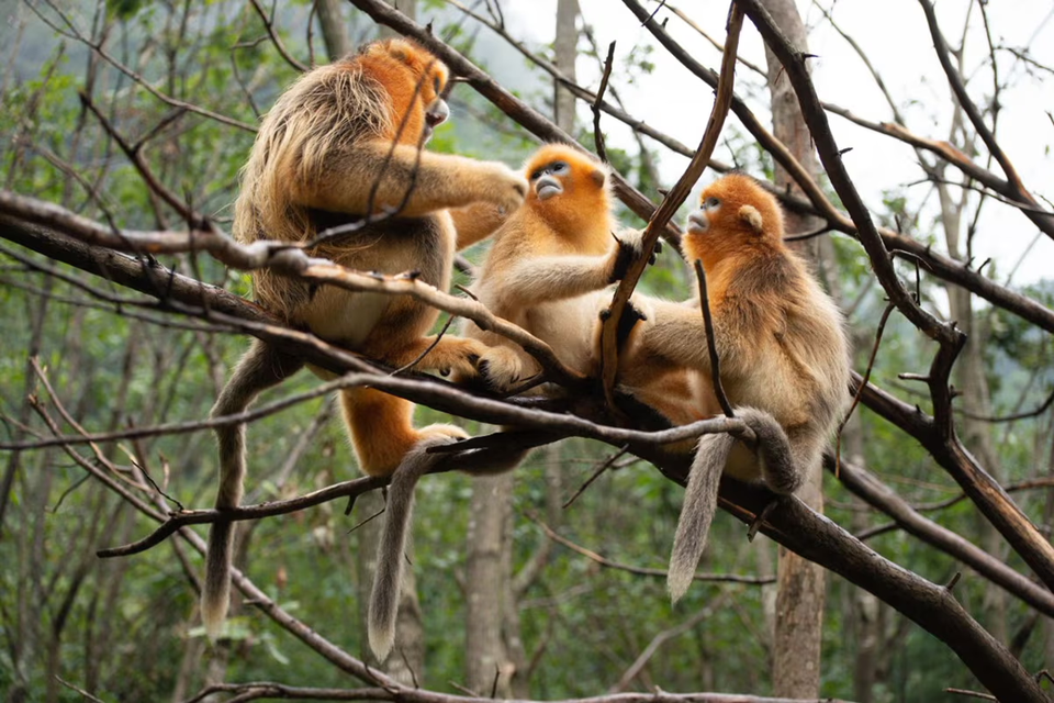 Pairi Daiza brings rare golden stump nose monkeys to Belgium
