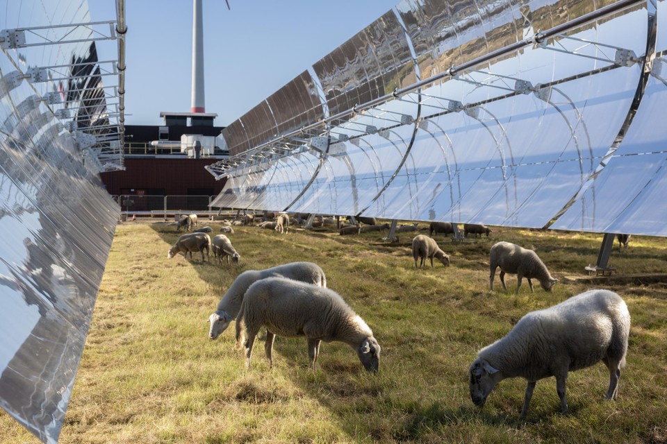 Schapen zijn ingezet om op een natuurlijke manier het zonnespiegelpark bij Avery Dennison in Turnhout te begrazen.