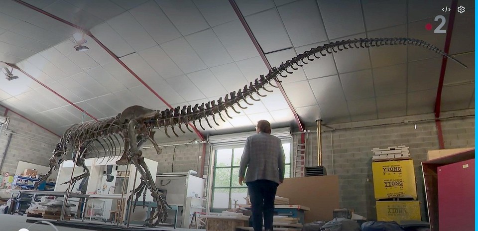 Het skelet van de allosaurus is voor bijna 70 procent compleet. “Wat een monster. Het is écht zot!”