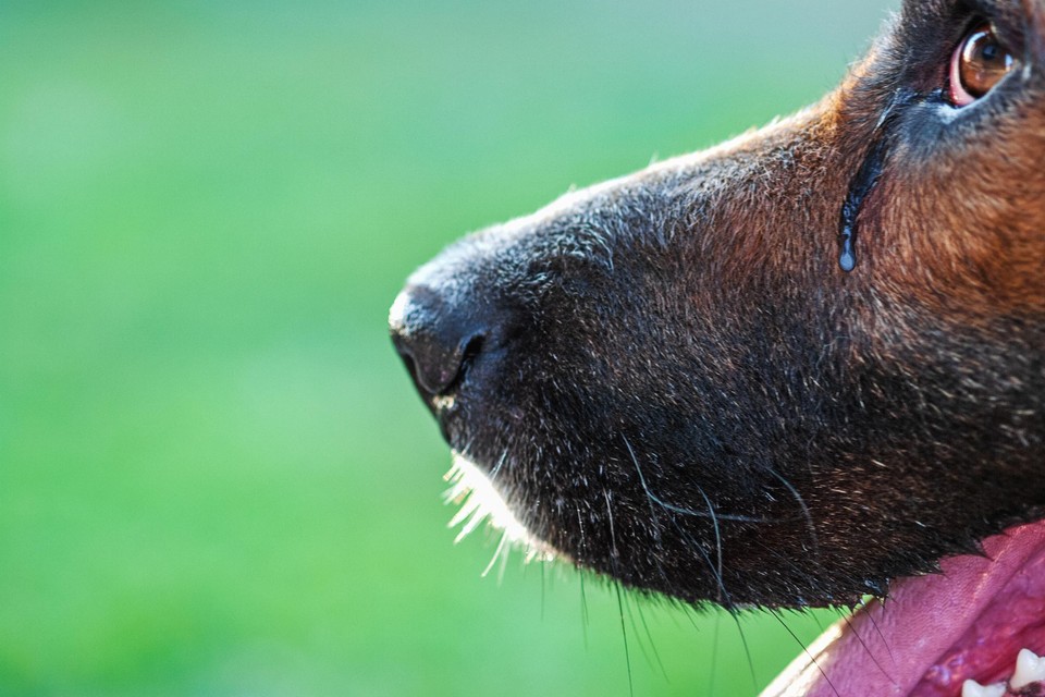 Weekendtas rem Af en toe Waarom een hond vochtige ogen krijgt als hij zijn baasje terugziet | Het  Nieuwsblad Mobile