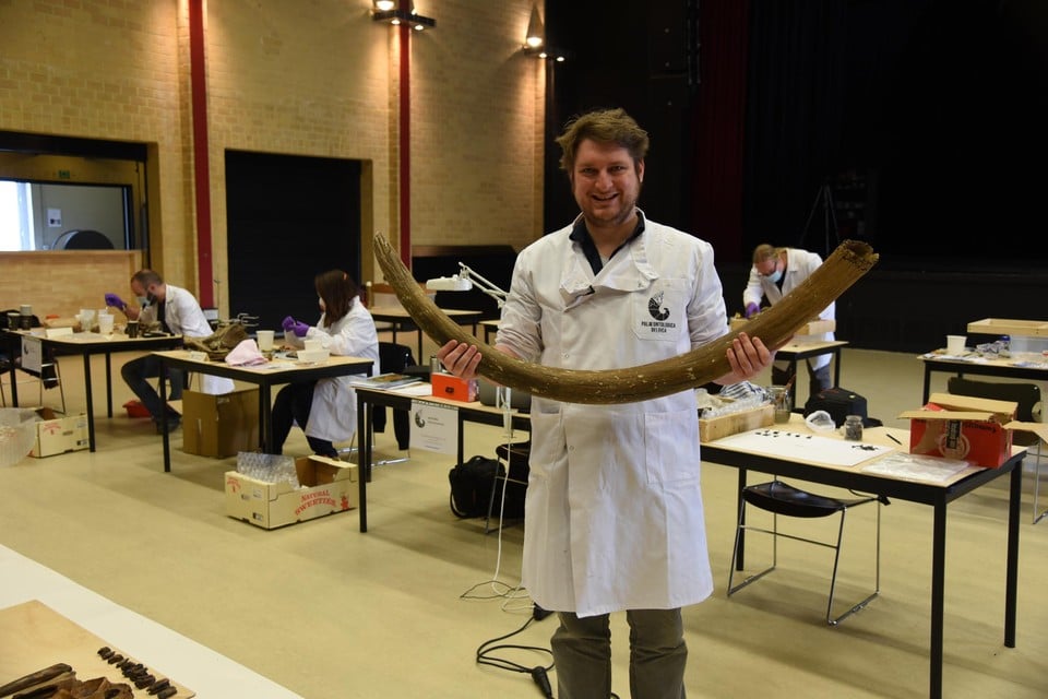 De onderzoeksorganisatie Palaeontologica Belgica houdt zich bezig met de restauratie van de gigantische verzameling aan fossielen, onder andere van mammoeten.