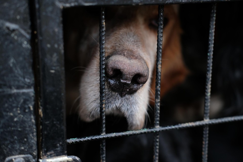 De inbeslaggenomen honden zijn opgevangen in het dierenasiel in Genk. Daar zijn geen beelden van. Deze foto is louter een illustratie uit het archief. 