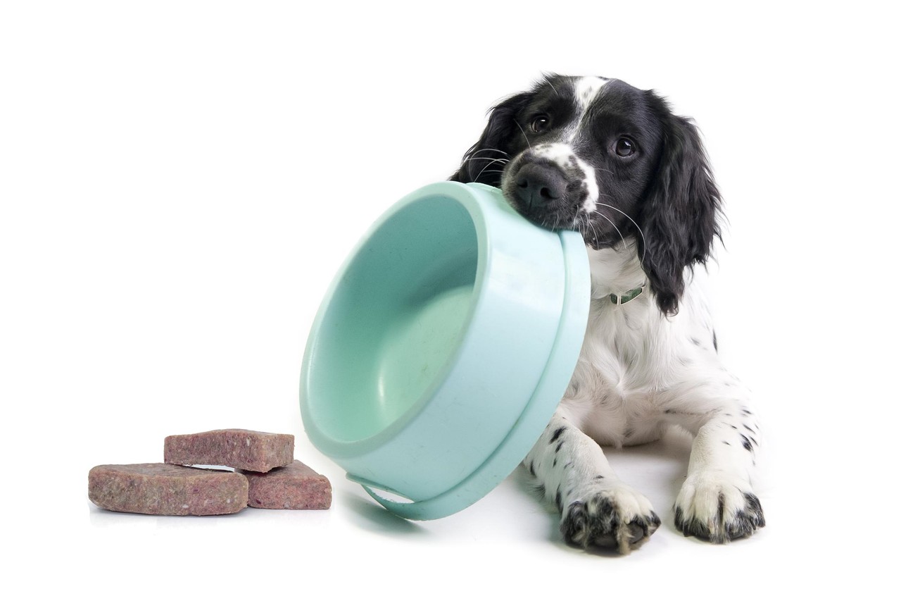 account Heerlijk Beperkingen Rauw hondenvoer is hip, maar niet zonder gevaar | Het Nieuwsblad Mobile