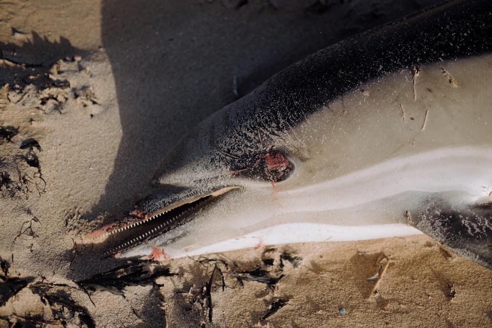 Een dode gewone dolfijn aangespoeld op het strand van La Guérinière in de Vendée. Zijn glanzende huid en de aanwezigheid van zijn ogen getuigen van zijn recente dood. Schuurplekken op het rostrum wijzen op sporen van vangst in een sleepnet, wat tot verstikking kan hebben geleid.