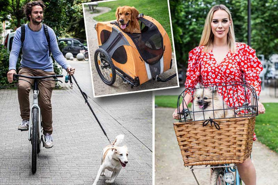vacuüm Gaan wortel Fietsen met de hond: hoe doe je dat veilig en vindt je viervoeter dat wel  leuk? | Het Nieuwsblad Mobile