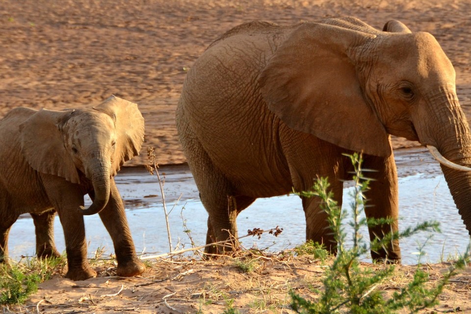 Veel minder olifanten gedacht: “Dieren worden onmenselijke en wrede afgeslacht” | Nieuwsblad Mobile
