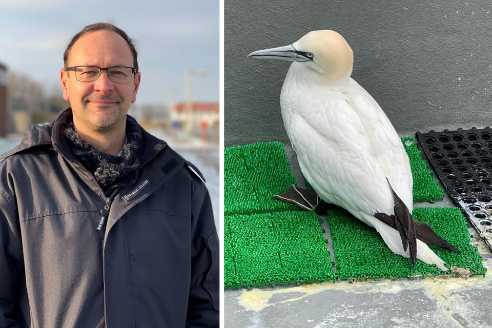 Er worden dagelijks tientallen zieke vogels binnen gebracht. Volgens Claude Velter van het Vogelopvangcentrum in Oostende is dat nog maar het begin. 