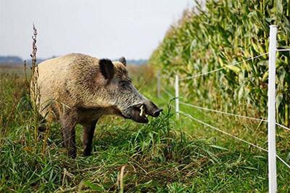 Nu de maïs rijp is, wagen de wilde zwijnen zich vaker buiten een natuurgebied.