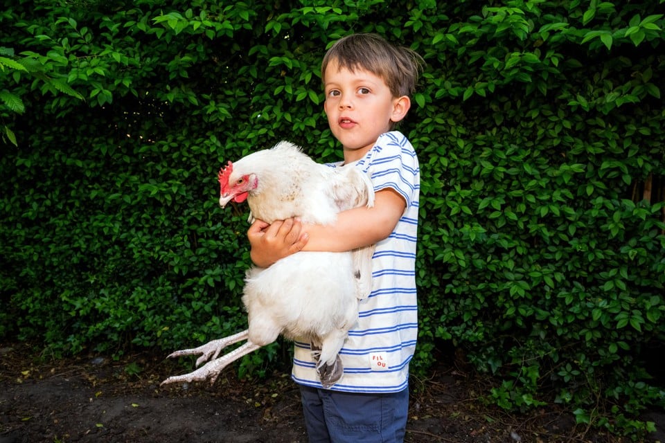 Julien continues to take care of his chickens, but his own eggs are no longer on the menu.
