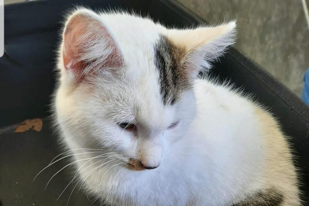 donor Herziening analogie “Blik in zijn oogjes raakte ons diep”: asiel kan zwaargewond katje op het  nippertje redden van dodelijk spuitje | Het Nieuwsblad Mobile