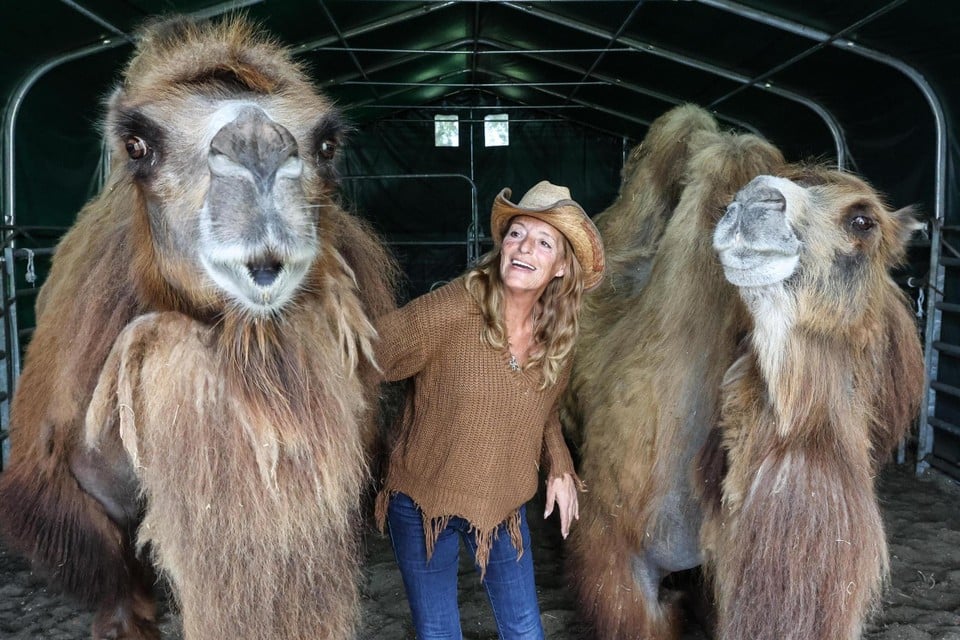 Camel Betty from ‘Don’t Worry Be Happy’ suddenly died: « One moment she was still grazing, the other moment her heart went it » (Lille)