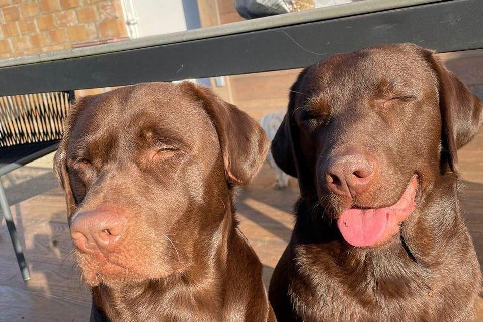 Dog Bento died after he slid in Zenne: « Our other dog Balou is inconsolable » (Zemst)