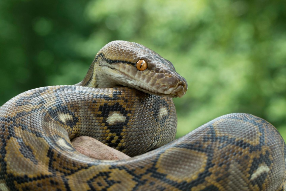 Genrebeeld python