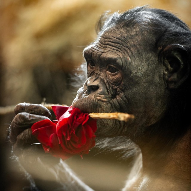 Ook de bonobo’s in Planckendael zijn bladeters en mochten meegenieten van de geschonken rozenblaadjes. 