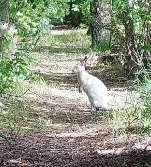 De kleine witte kangoeroe liet zich vanop een afstand fotograferen in de tuin van Luk Stoops in de Sint-Adrianusstraat in Ravels-Eel. 