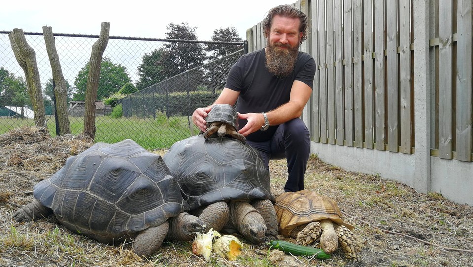 Christophe en Flo hebben vijftig landschildpadden in hun tuin: “In winter ze op schoot” (Geel) | Het Nieuwsblad Mobile