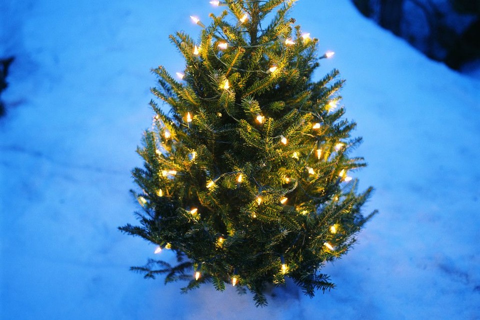 Uithoudingsvermogen Geldschieter Vleien Volak verkoopt opnieuw kerstbomen (Vorselaar) | Het Nieuwsblad Mobile