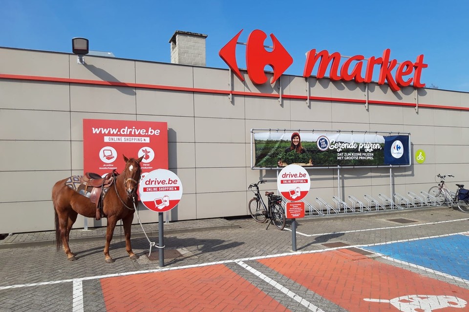 Paard Boy wachtte braaf aan de Carrefour van Zoersel. 