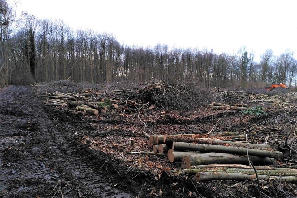 Het bos aan de Baudelodreef nabij de E17 werd helemaal met de grond gelijkgemaakt. 