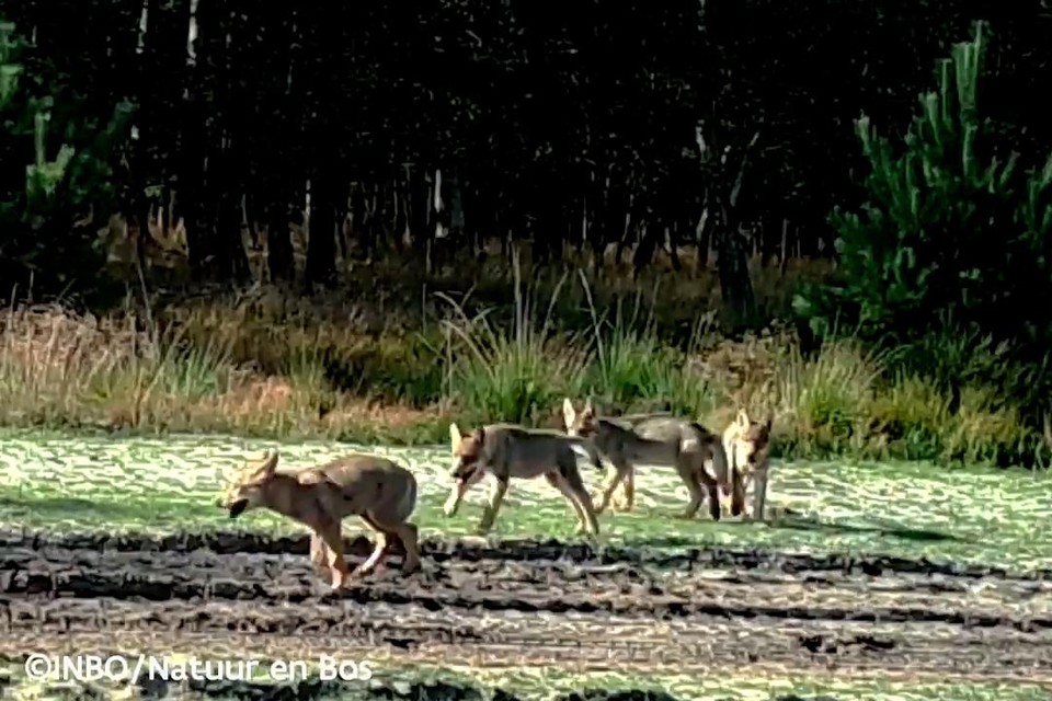 De jonge wolven zijn intussen zelf in staat om rustige plekjes op te zoeken in hun leefgebied 